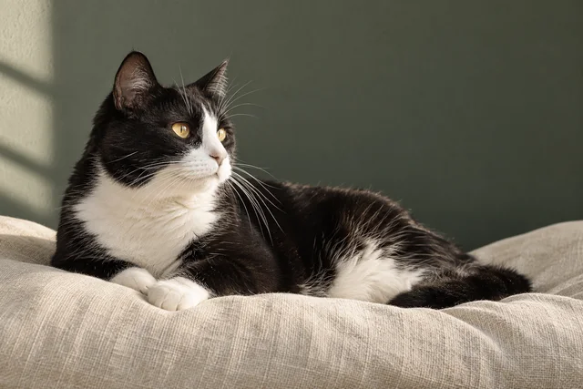 Mature black and white cat resting on an ivory cushion.